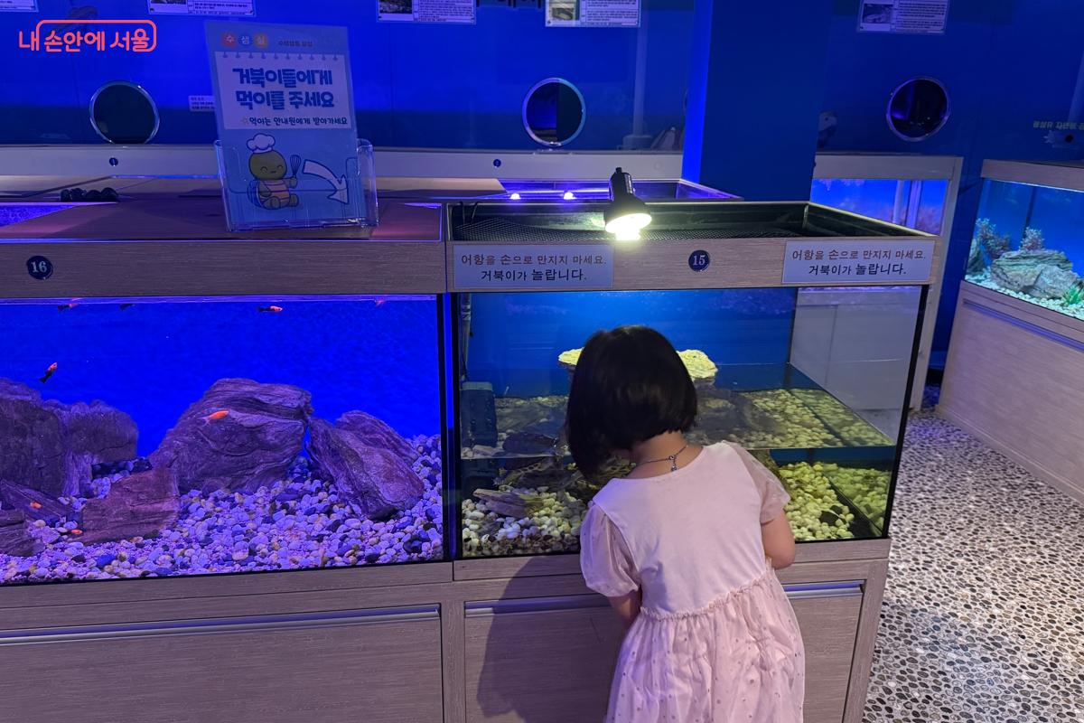 거북이 무료 먹이주기 체험이 한창이다. &copy;이하늘