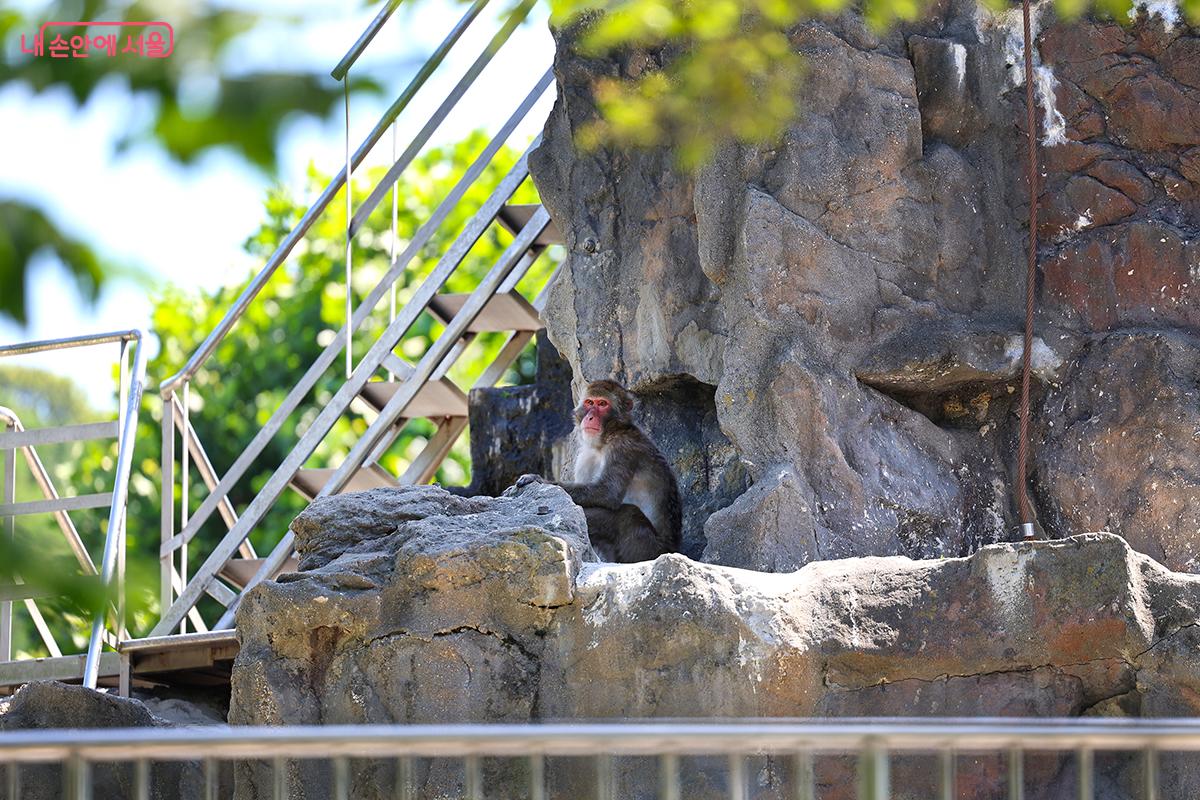 더위를 피하고 있는 어린이 정원 내 원숭이 모습 ©김주연