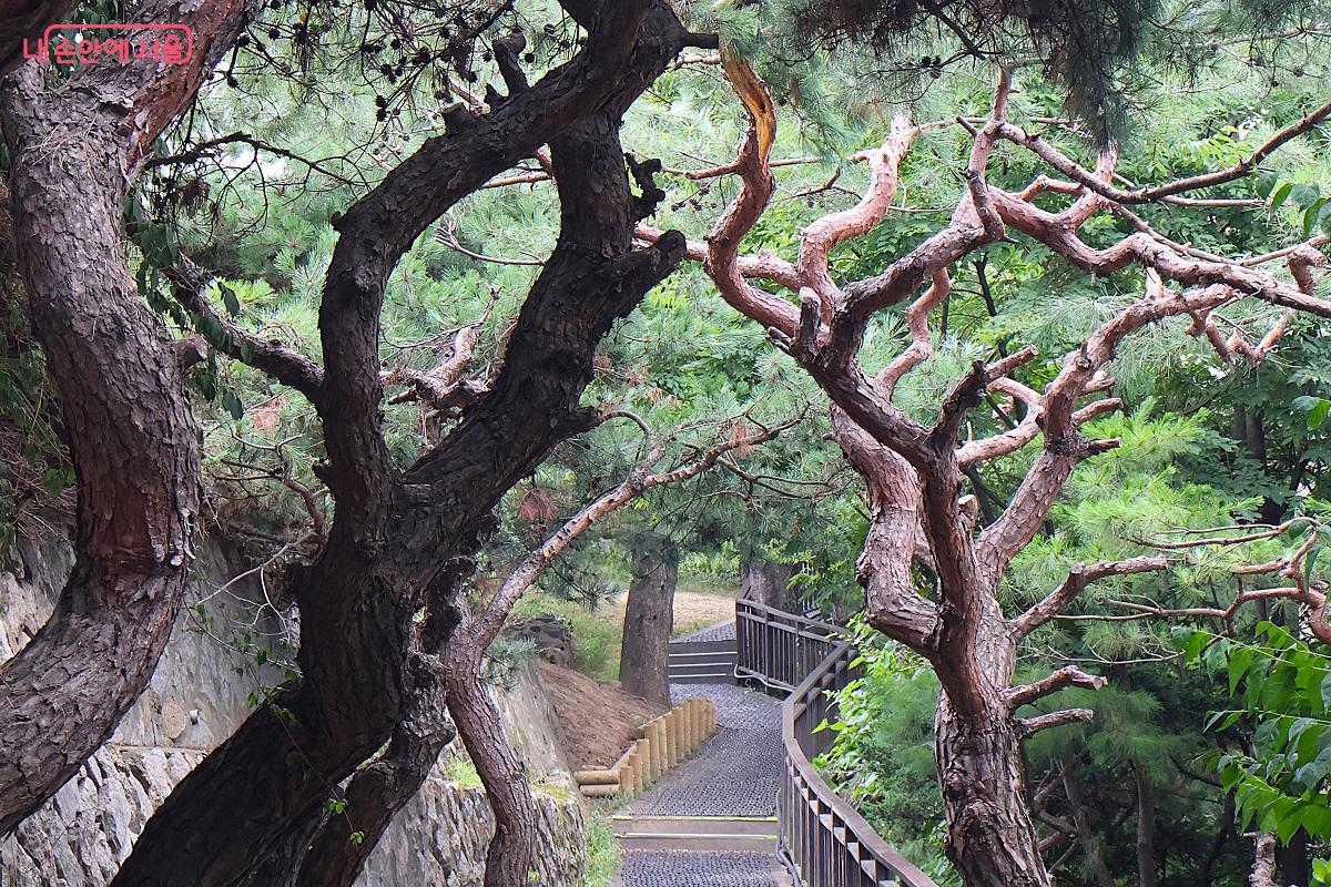 운무 가득한 다산성곽길 따라 유려한 곡선의 자태를 뽐내고 있는 적송의 모습. '남산 위에 저 소나무' 기상이 느껴진다. ©이봉덕