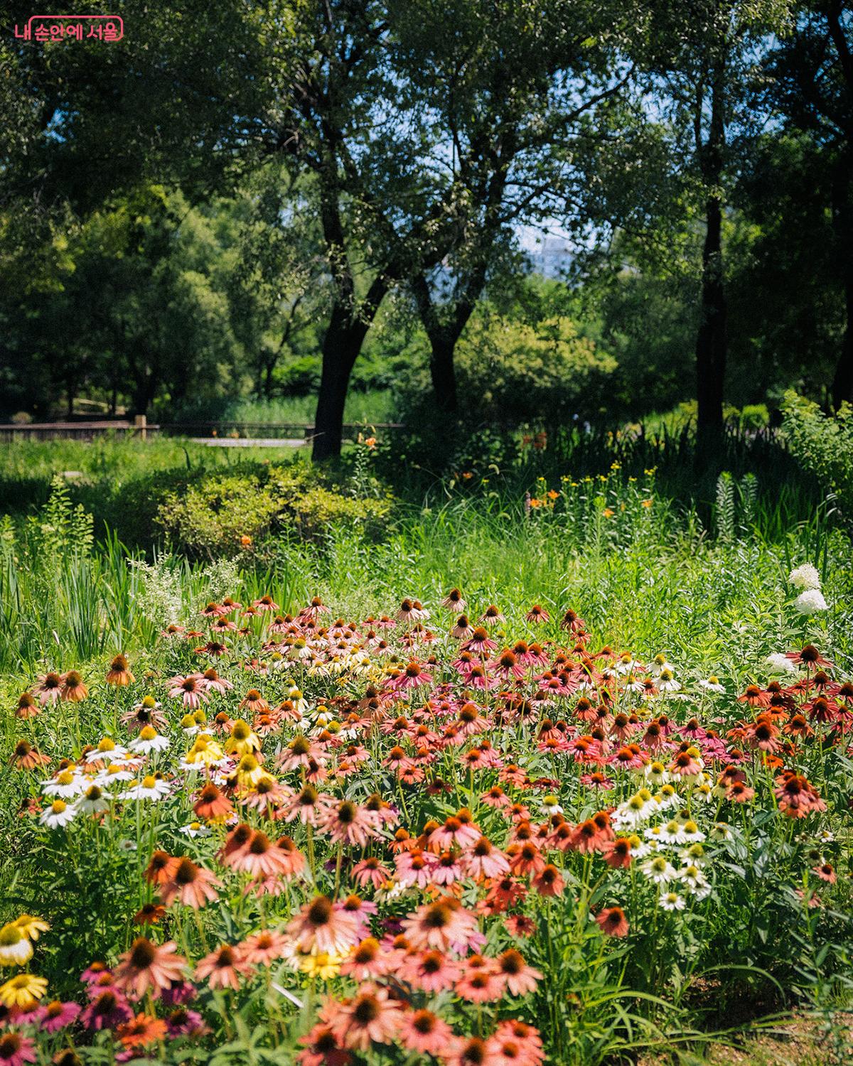 여름날의 푸르름 속에서 강렬한 존재감을 드러내는 에키네시아 ©김아름