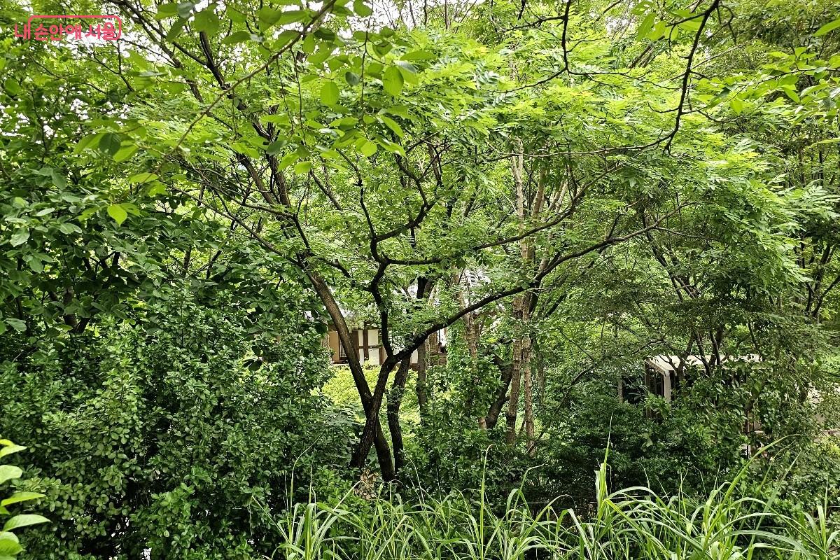 장충단공원에서 국립극장으로 향하는 길 숲 사이로 한옥 카페가 보인다. &copy;최정윤