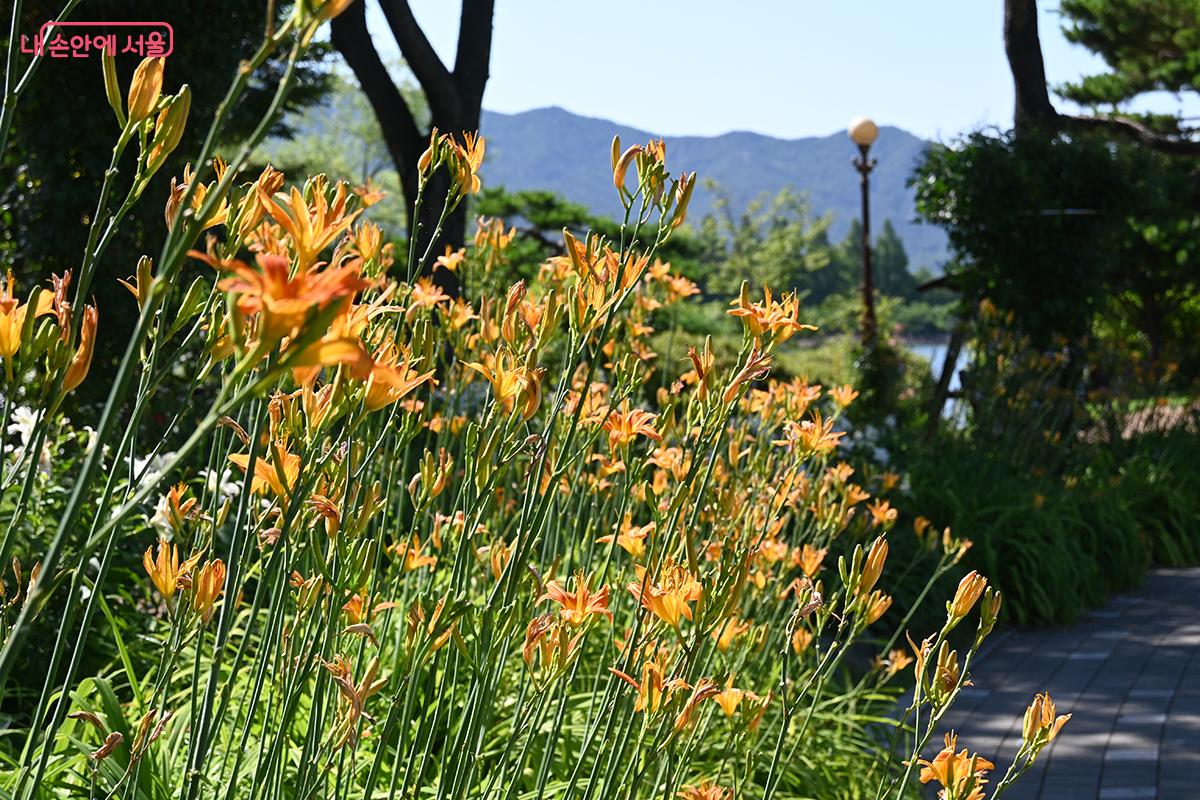 호숫가 산책로에 피어 있는 원추리 &copy;권주경
