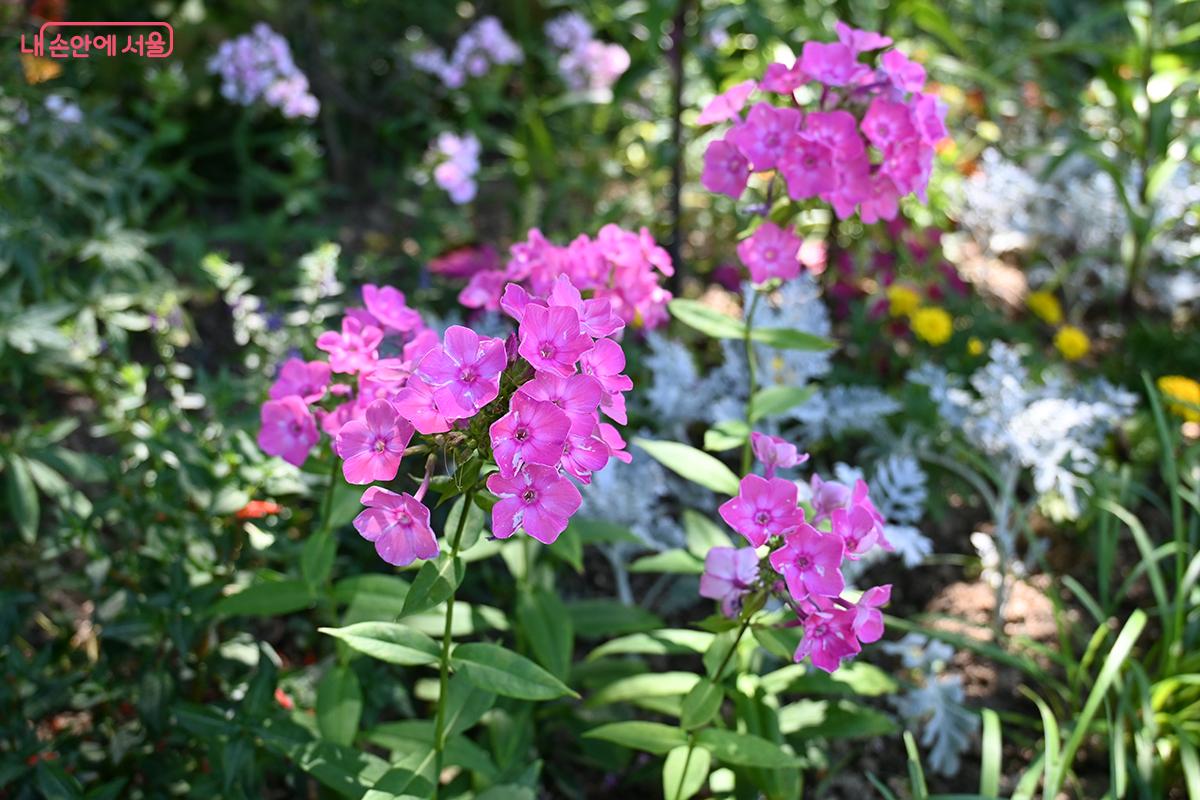 여름정원을 다채로운 꽃이 장식하고 있다. &copy;권주경