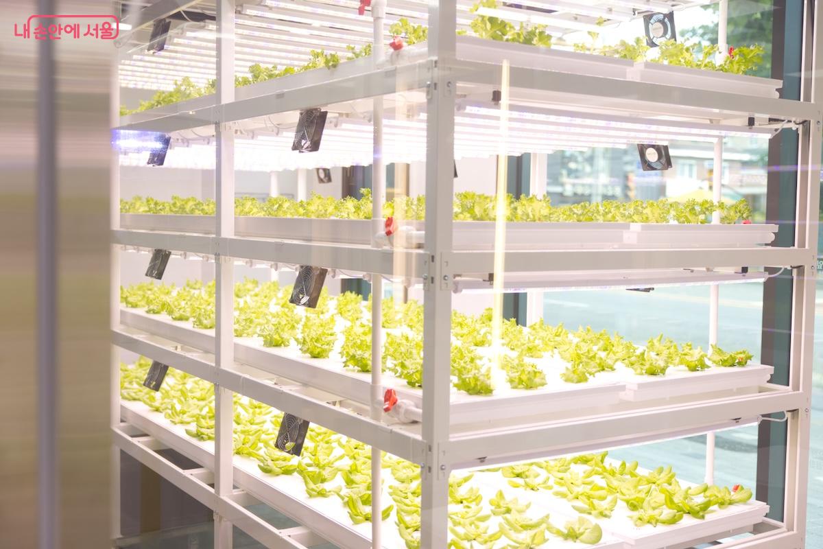 루꼴라, 카이피라, 버터헤드, 프릴아이스 등이 재배되고 있는 것을 관찰할 수 있다