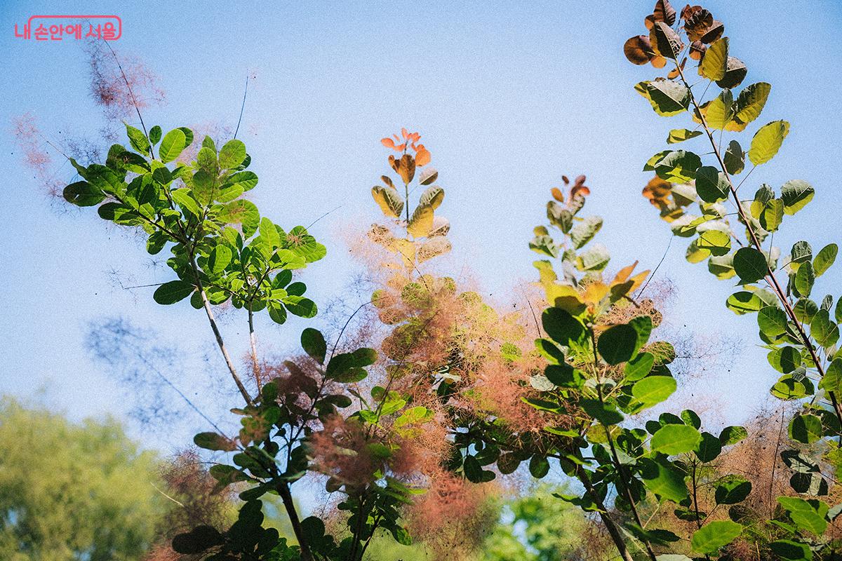 독특한 모양과 감각적인 색상으로 시선을 끄는 안개나무 ©김아름