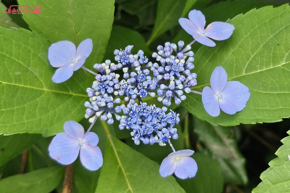 보랏빛 산수국이 만개했다. &copy;최정윤