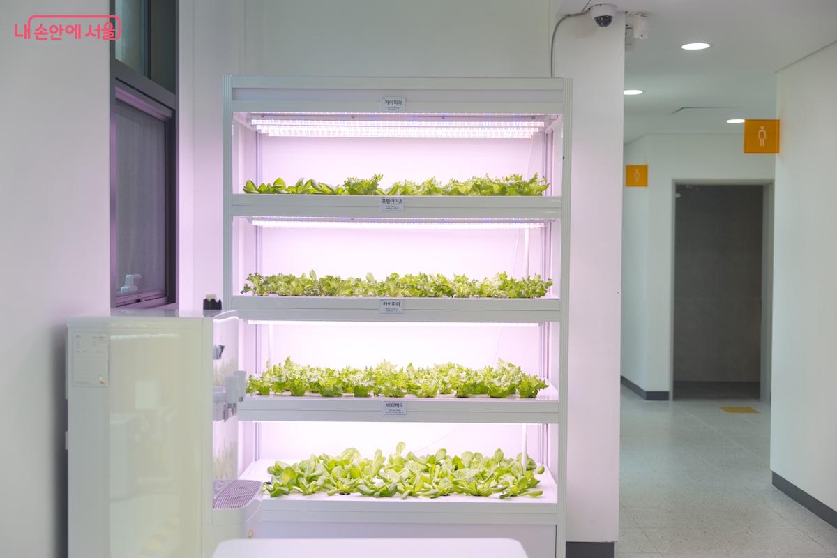 공용공간에서도 스마트팜의 시스템을 언제든 관찰할 수 있는 것도 강북 스마트팜 센터의 장점 중 하나다