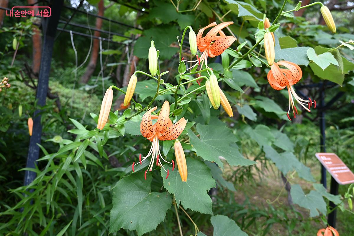 청와대 정원 관리가 잘되어 있다. &copy;권주경