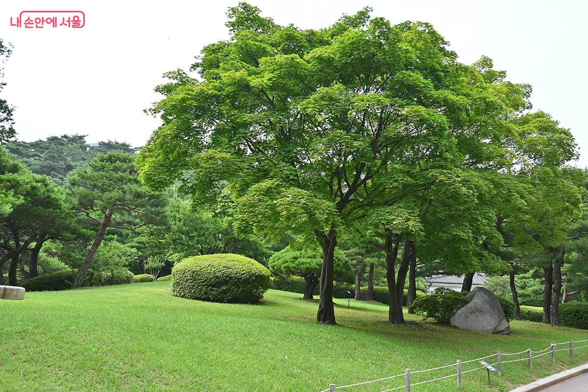 정갈하게 정리되어 있는 청와대 정원 &copy;권주경