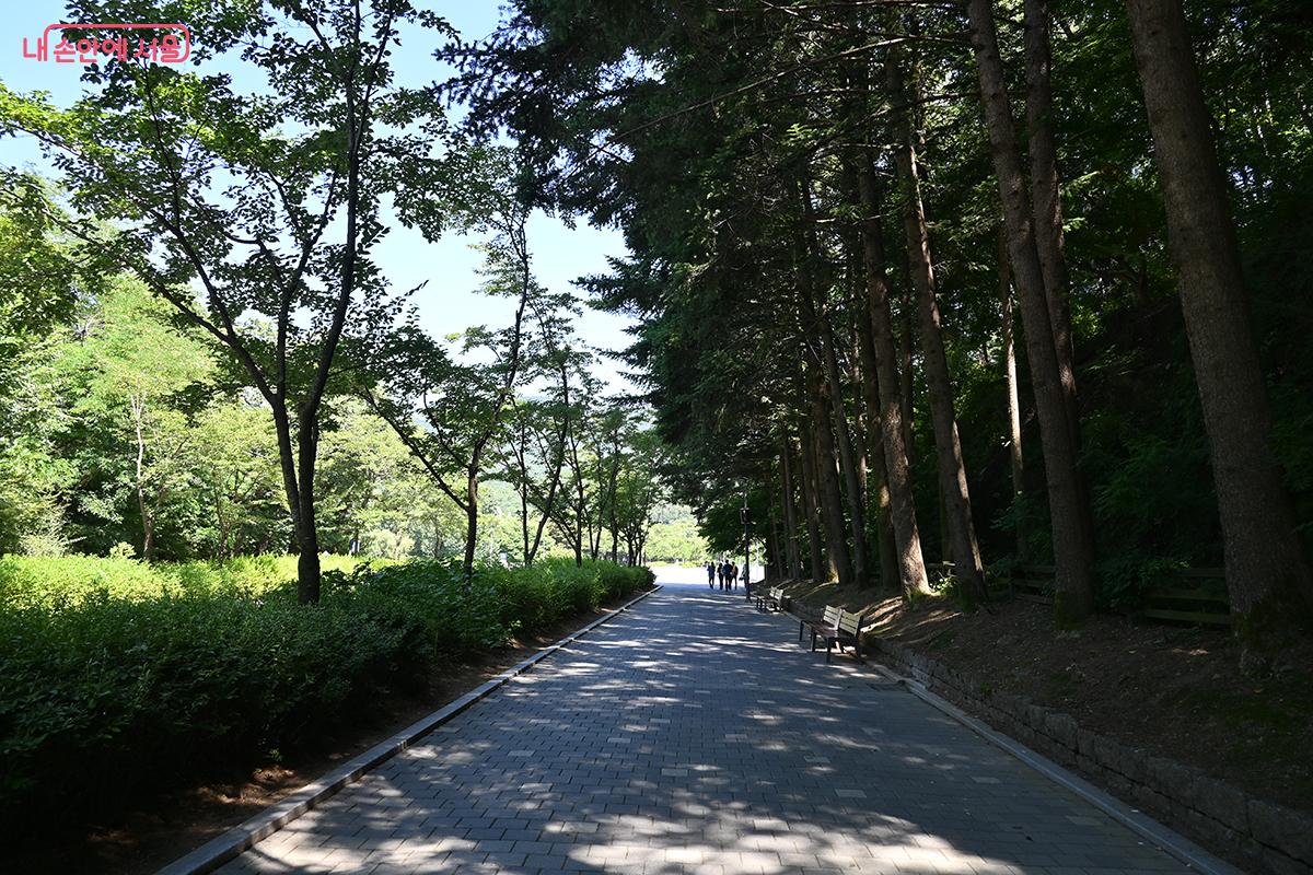 시원한 나무 그늘이 끝없이 이어져 있다. &copy;권주경