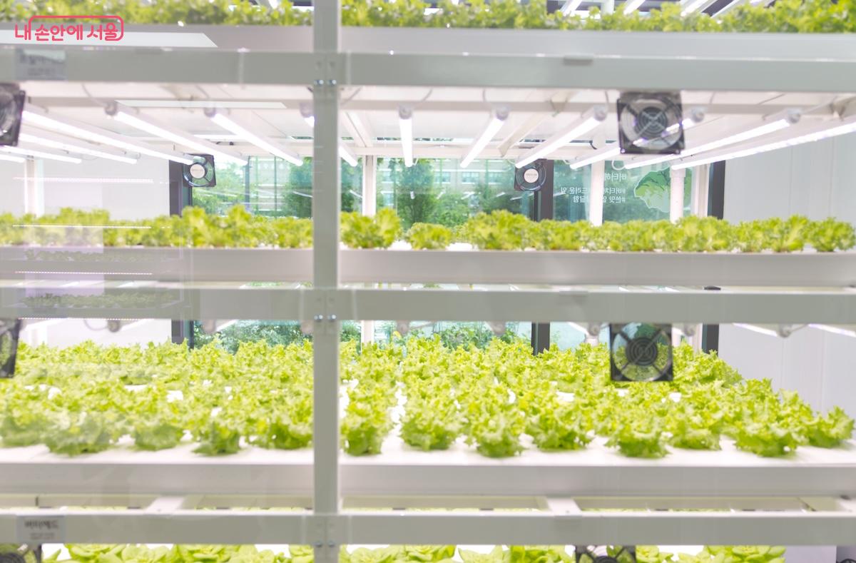 1층 체험재배실에서 재배되고 있는 다양한 식용 작물들을 볼 수 있다