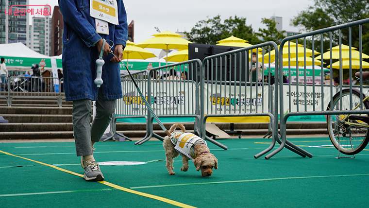 강아지 부문 성적우수자 80팀이 참여하게 되는 실기시험은 총 11개 코스로 구성된다.