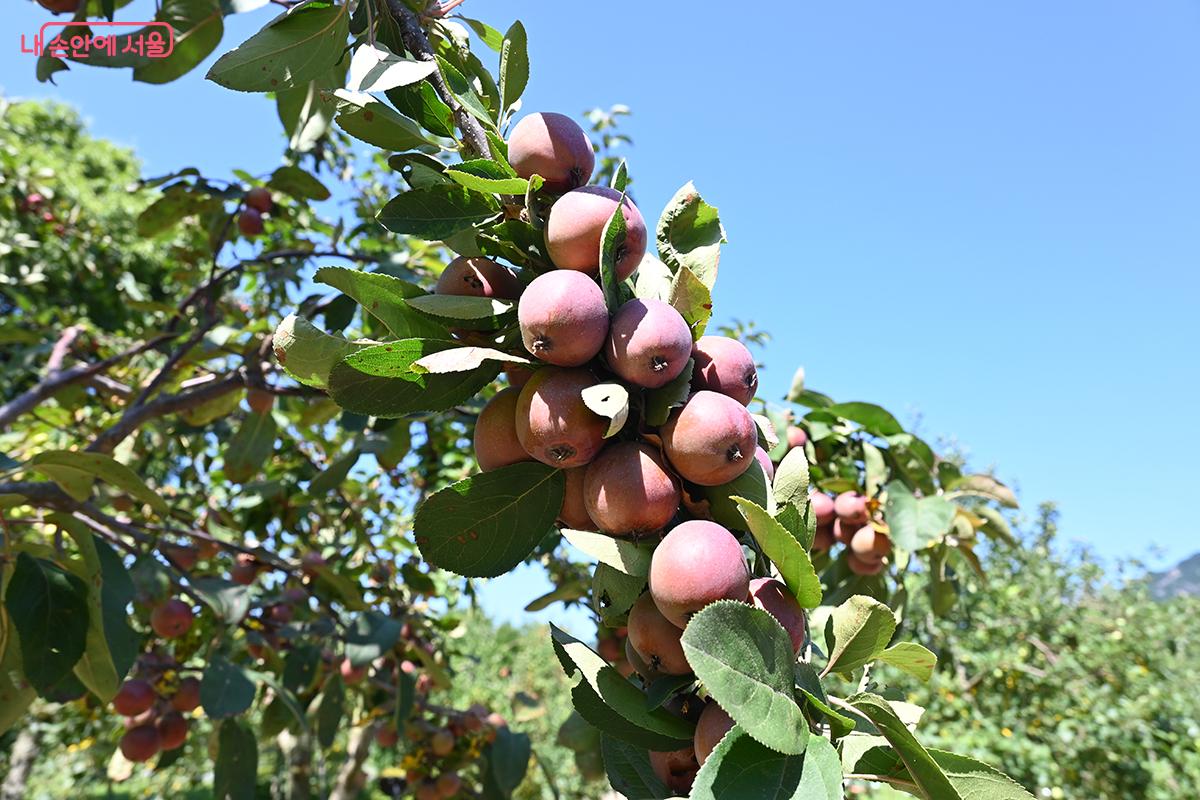 고향정원에서 미니사과가 붉게 물들어 가고 있다. &copy;권주경