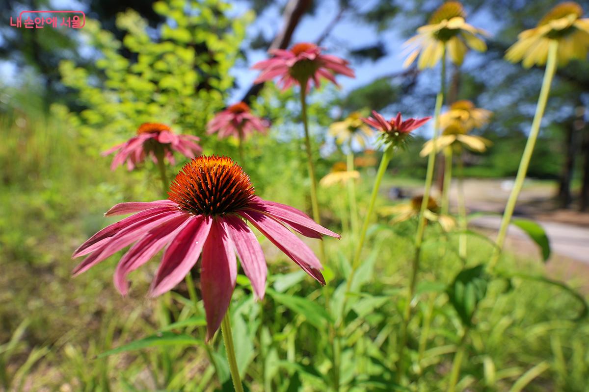 알록달록 피어난 여름꽃 에키나시아 ©김주연