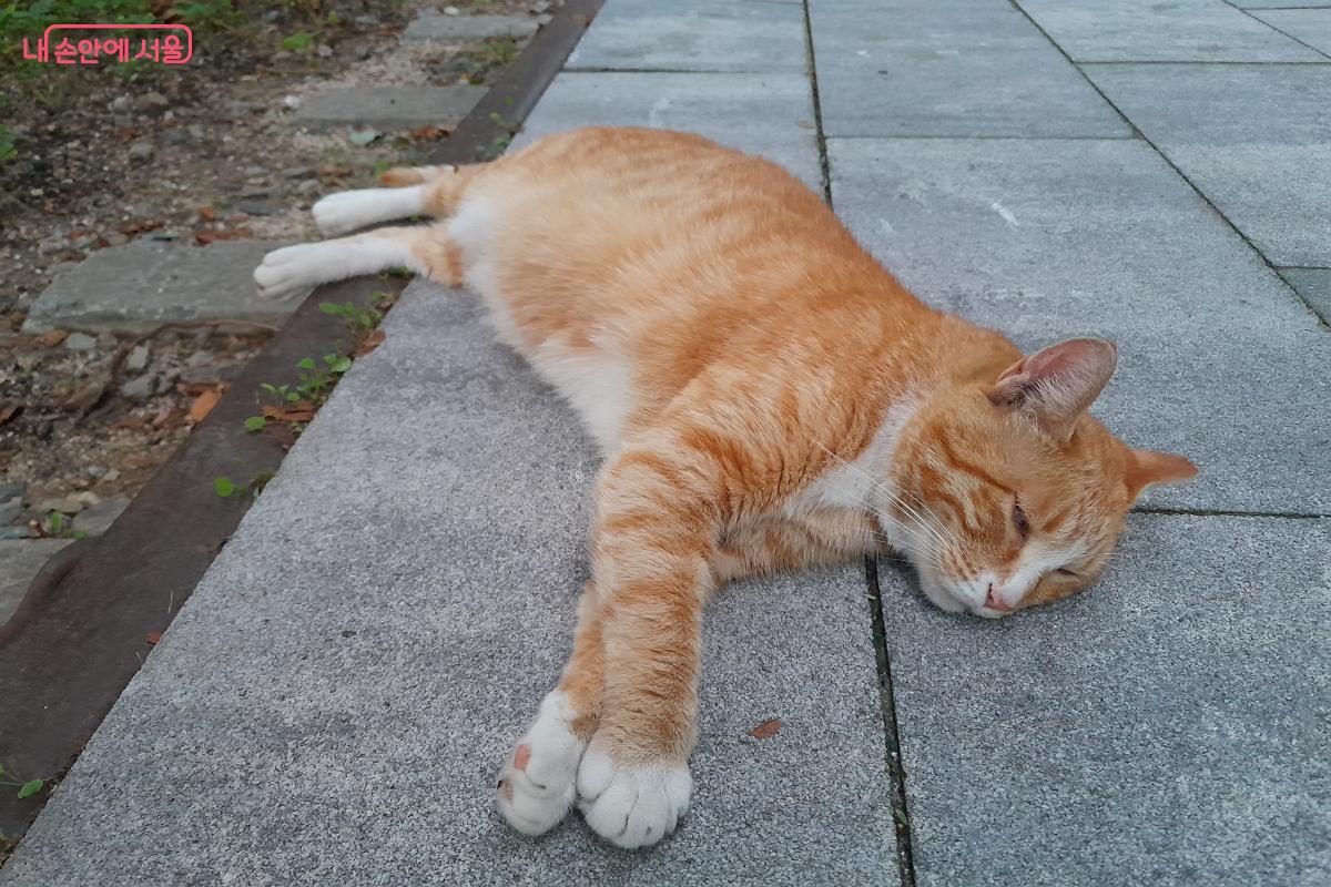 경춘선숲길에서 고양이가 편하게 쉬고 있었다. &copy;강성희