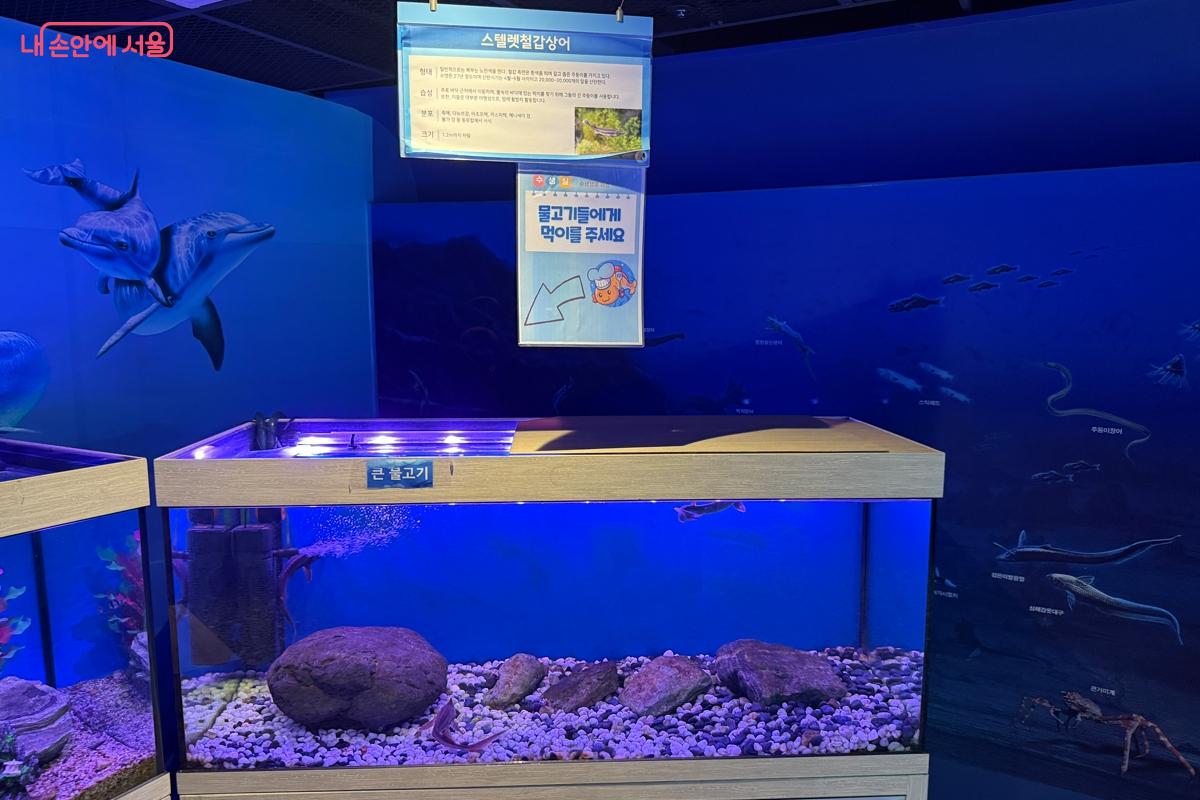 서울시교육청 융합과학교육원 남산분원에서는 수생생물 무료 먹이주기 체험이 가능하다. &copy;이하늘