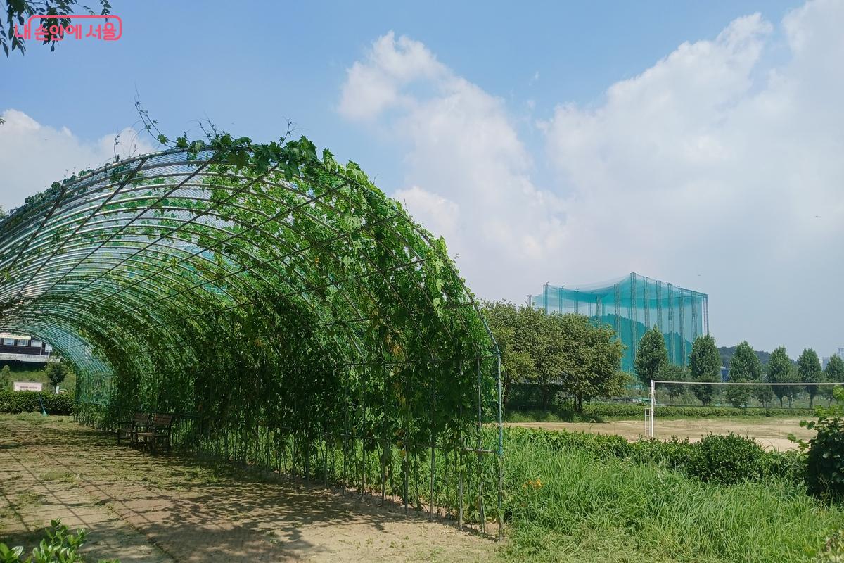 덩쿨로 만들어진 터널 길 &copy;유지민