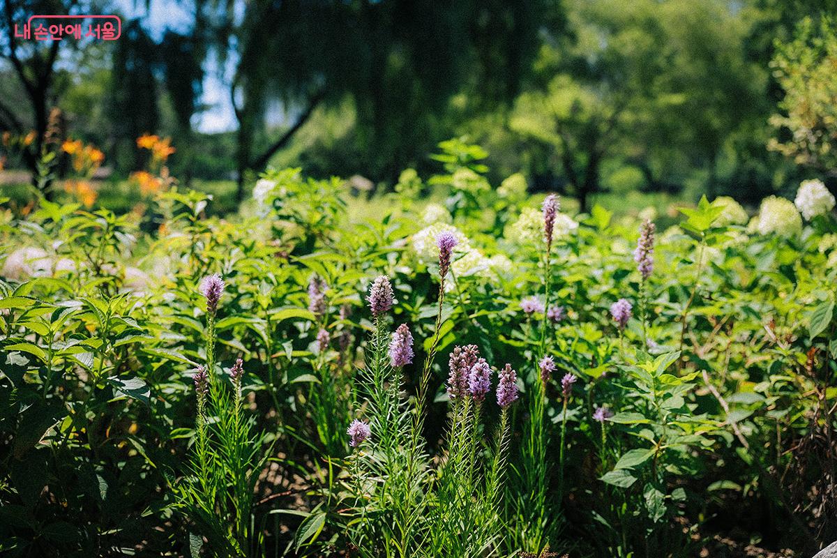 왕원추리, 수국, 리아트리스, 해바라기 등 화려한 꽃들이 눈을 즐겁게 해 준다. ©김아름