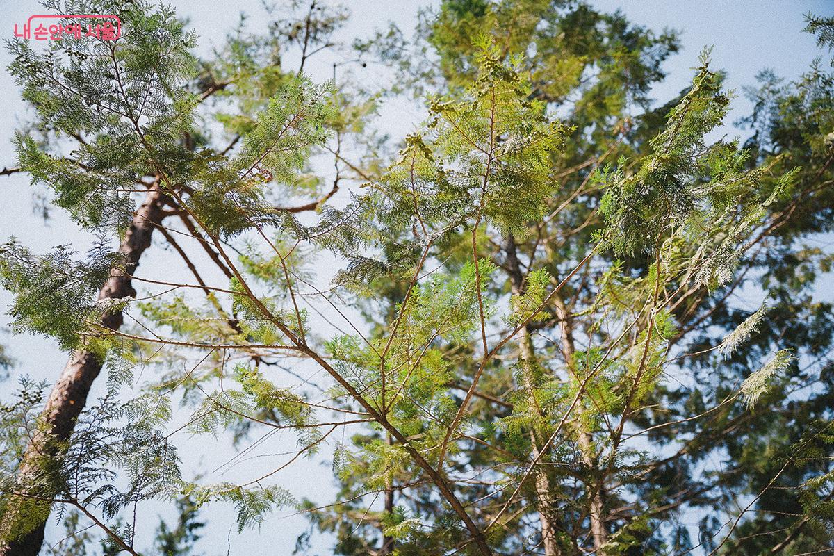 계절에 상관없이 항상 푸른 상록수를 관찰할 수 있는 ‘늘푸름원’. 소나무, 전나무, 가문비나무 등 우리나라 대부분 숲에서 자생하는 상록 침엽수종을 관찰할 수 있다. ©김아름