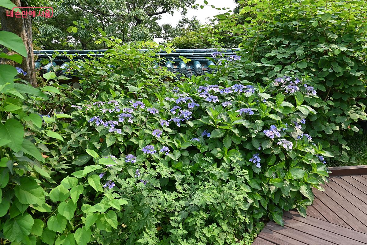 청와대 곳곳에 피어 있는 꽃들 &copy;권주경