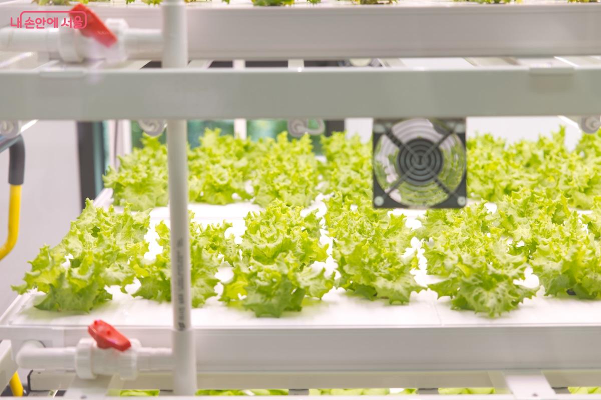 강북 스마트팜 센터에서는 카이피라, 버터헤드 등 실제 식용 작물들이 자체 재배되고 있다