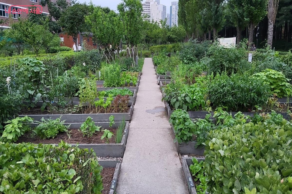 도심에서도 농사를 지어요! 공공도시텃밭 ©권수진