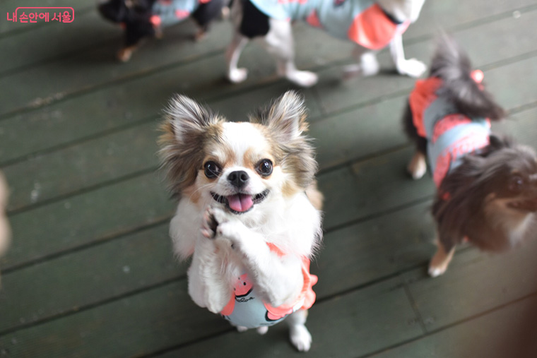 필기시험 문제는 동물상식, 산책예절, 펫티켓, 건강·영양관리 등 반려 생활 전반을 다룬다. 