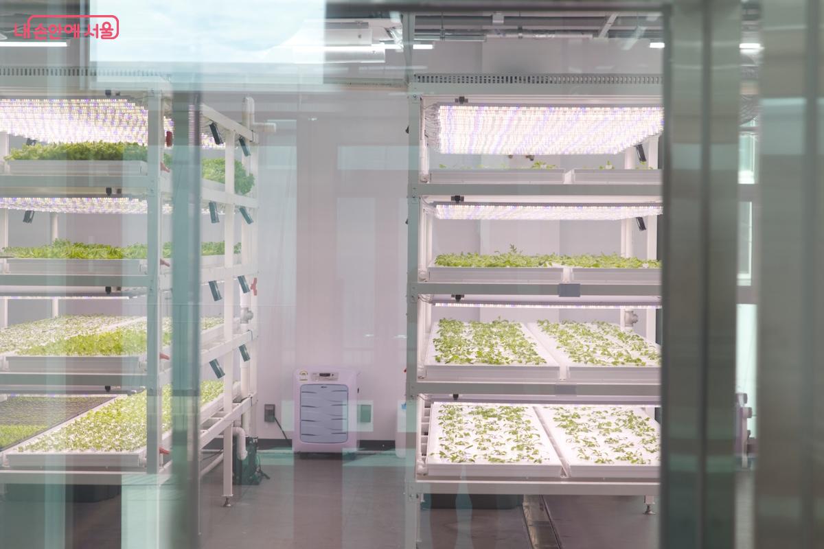 2층에서도 스마트팜을 관찰할 수 있으며 주로 우리나라의 대표적인 딸기 품종인 '설향'이 재배되고 있다