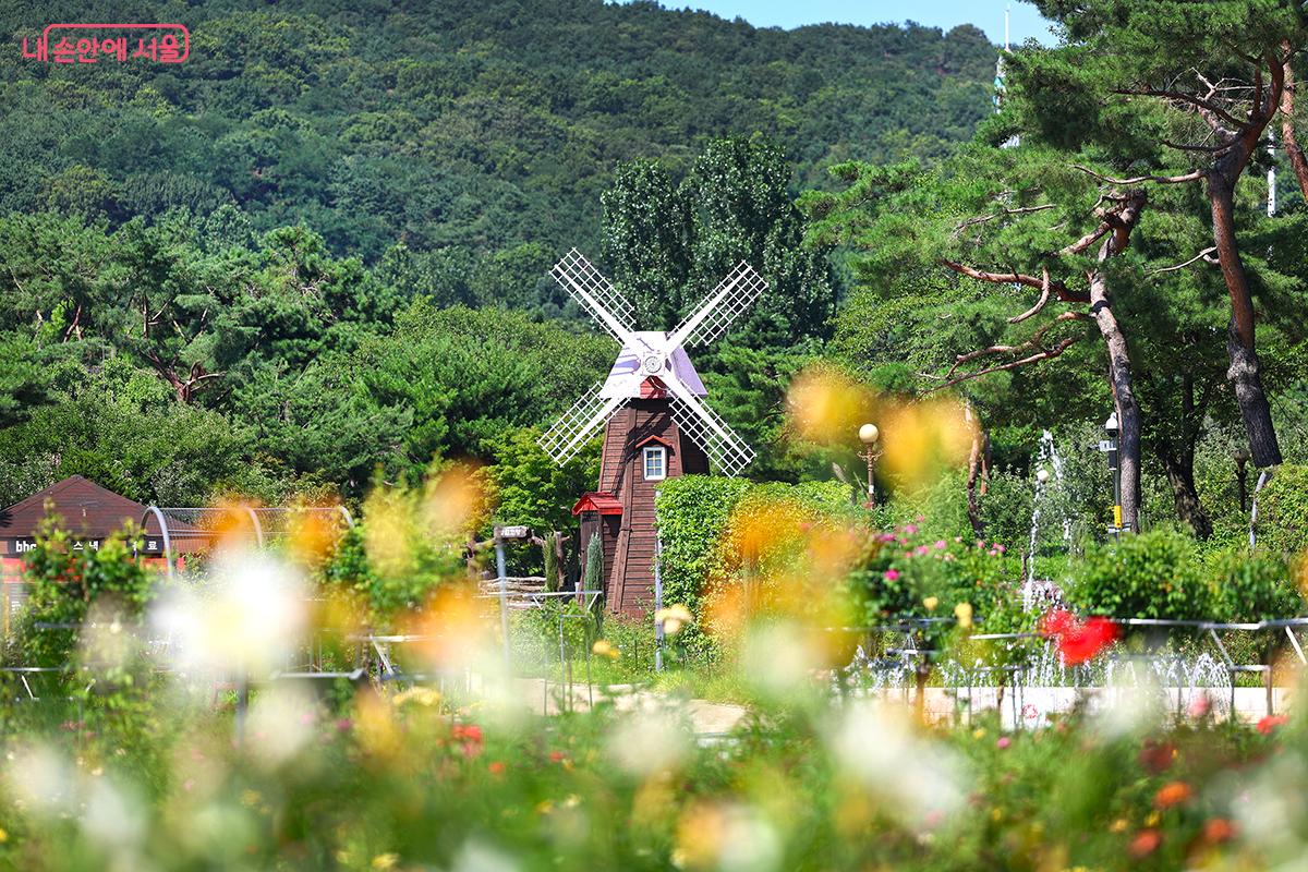 장미원 앞에 세워진 풍차 모습 ©김주연