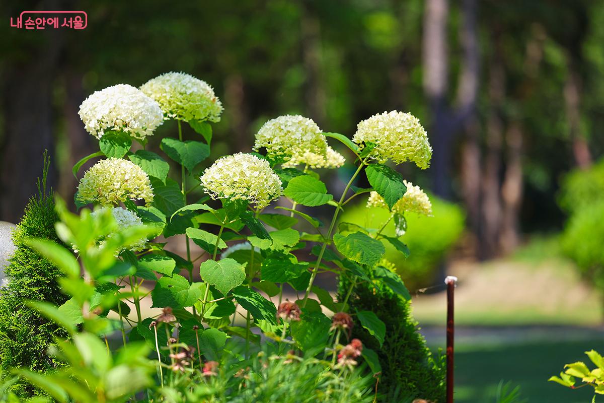 여름을 대표하는 꽃 수국도 만발했다. ©김주연