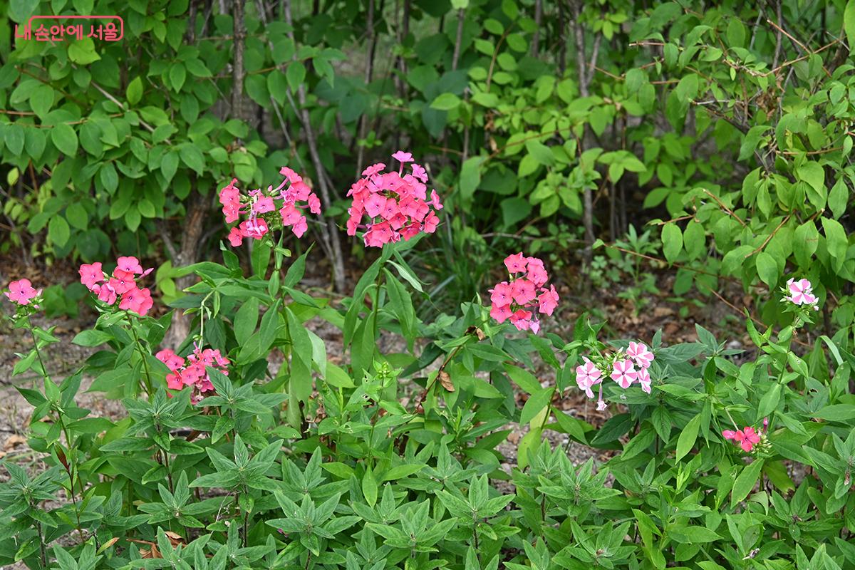 관람객을 반기는 꽃들 &copy;권주경