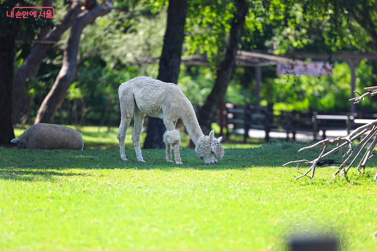 어린이 정원의 알파카가 그늘에서 휴식을 취하고 있다. ©김주연
