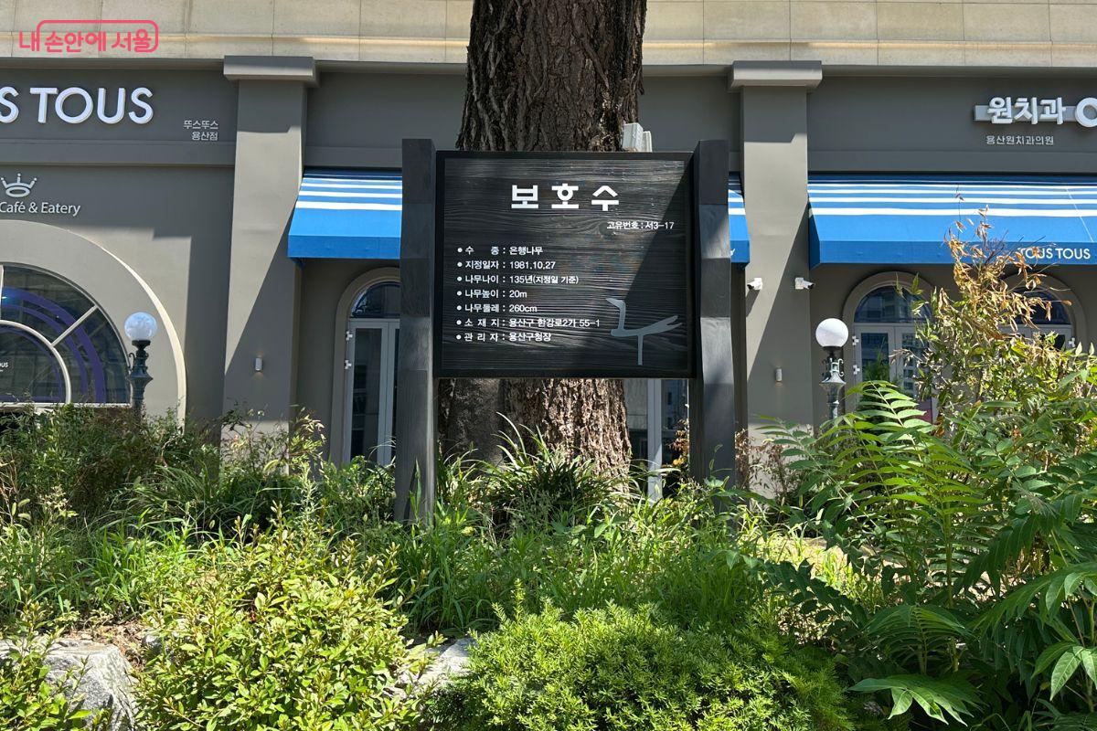 보호수에 대한 내용을 볼 수 있다. &copy;김재형