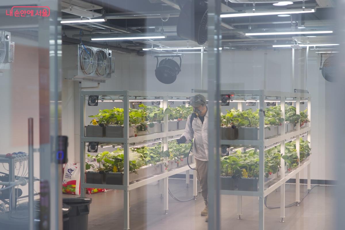 관리자가 설향 딸기 재배를 위해 스마트팜을 관리하고 있는 모습