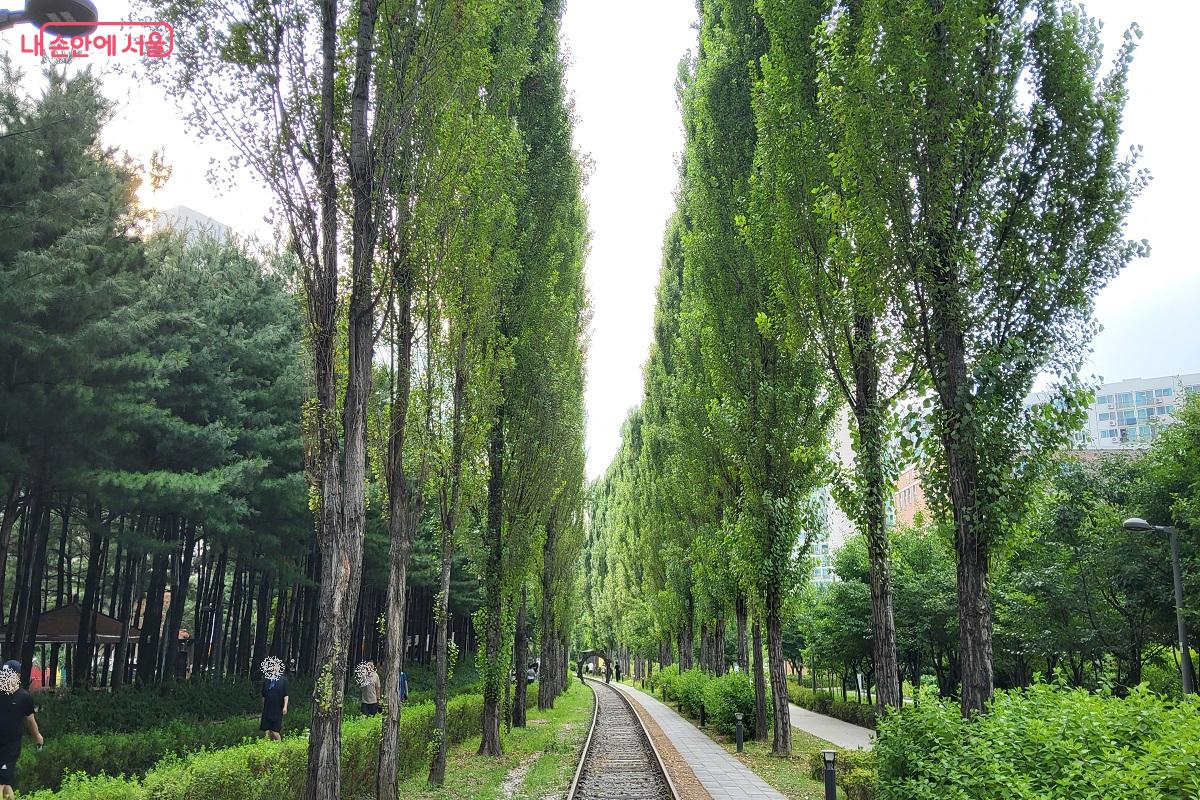철길 따라 인생샷을 찍을 수 있는 미루나무길 ©권수진