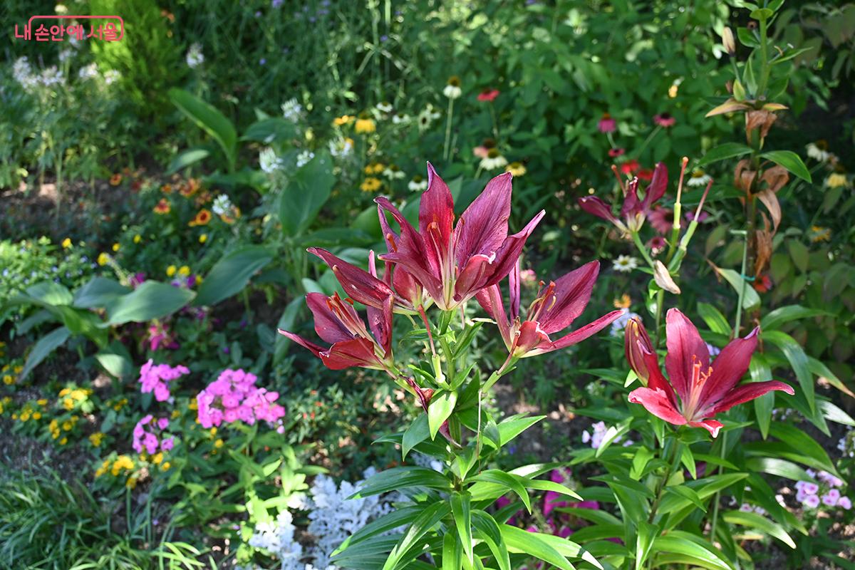 여름꽃인 풀협죽도와 알스트로메리아 가 만개해 있다. &copy;권주경