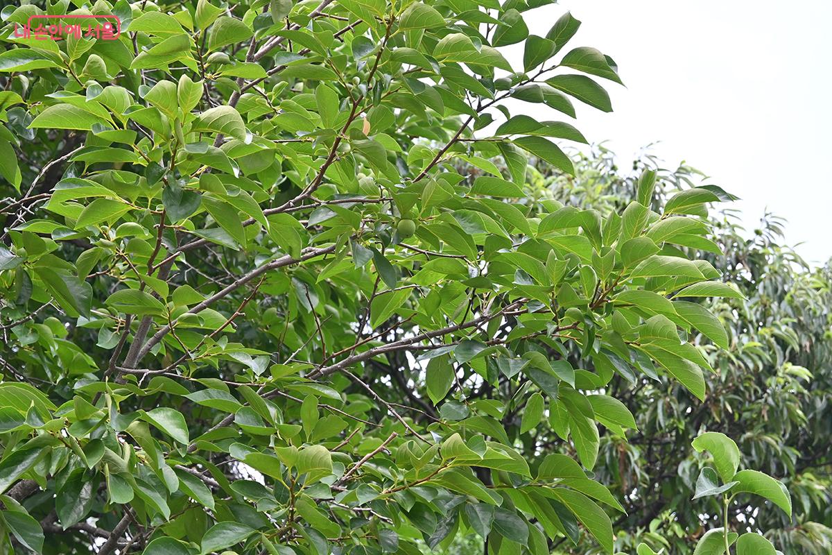 청와대에는 생물 다양성이 풍부한 식물들이 자생하고 있다. &copy;권주경