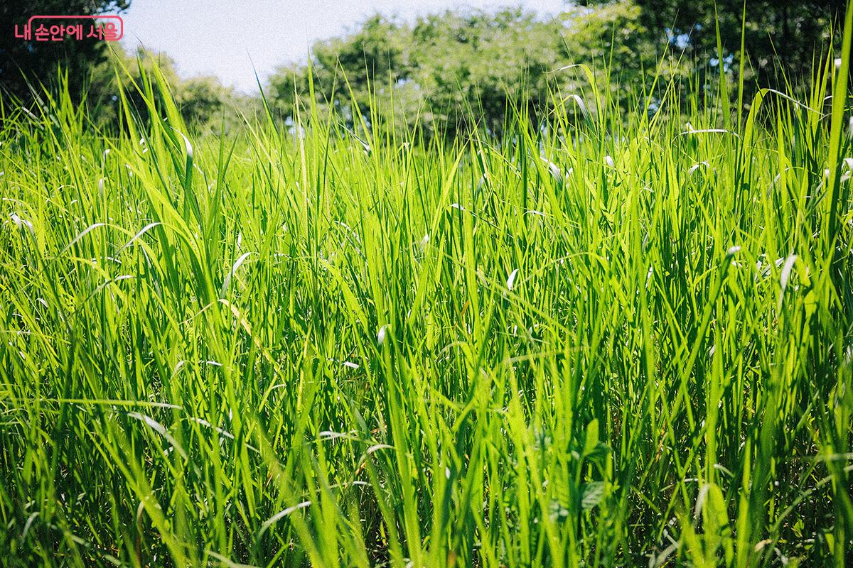 키 높이까지 자라난 억새원의 억새들. 가을에 황금빛으로 반짝일 이곳 풍경을 기대해 본다. ©김아름