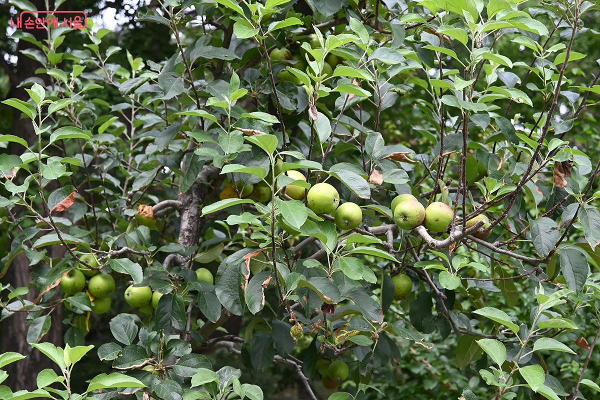 싱그럽게 익어가고 있는 과실나무들 &copy;권주경