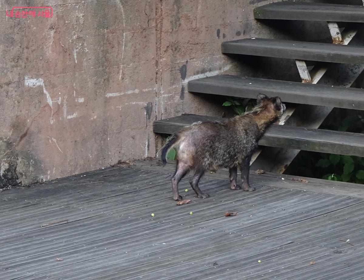 호수공원에 찾아오는 너구리 ©김종성