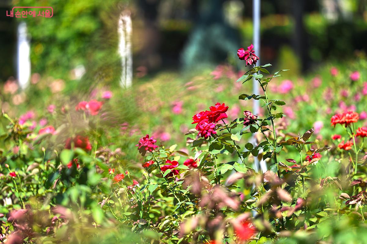 장미원에는 각양각색의 장미꽃이 만발해 있다. ©김주연
