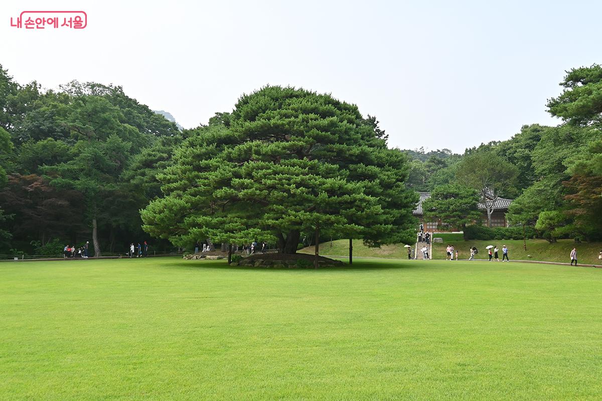 천연기념물이 된 상춘재 앞 녹지원 반송 &copy;권주경