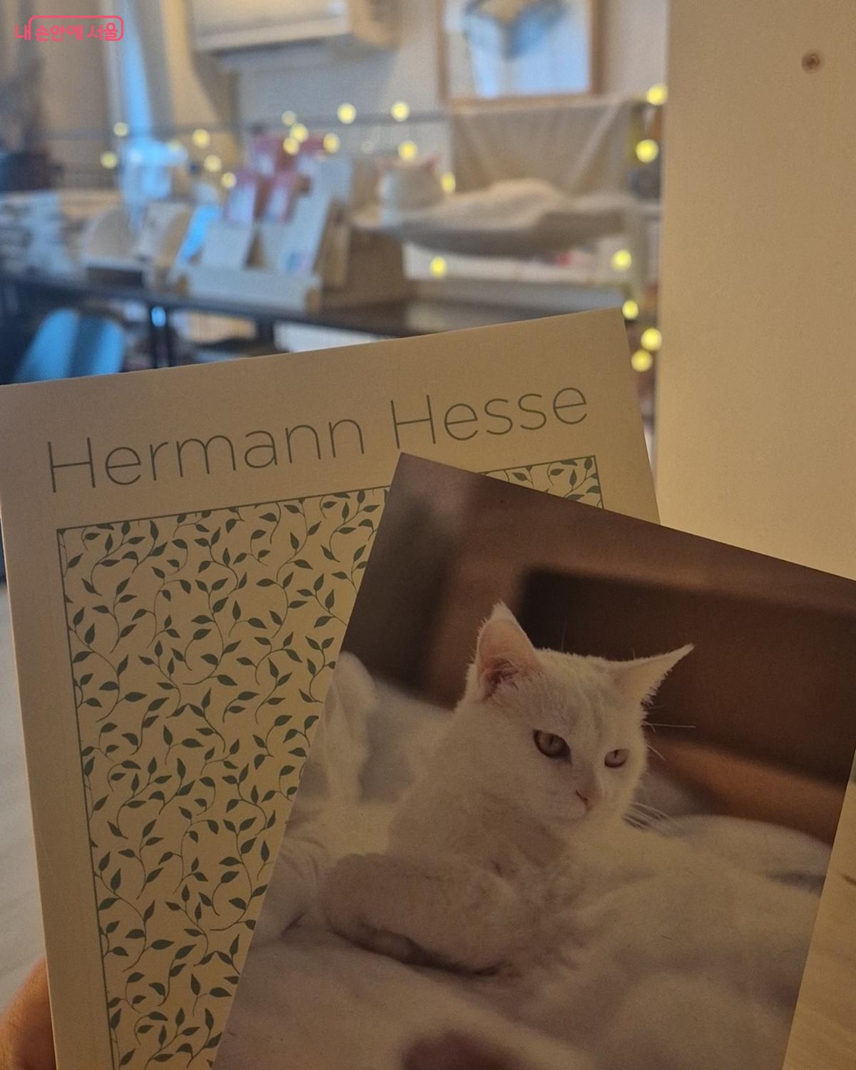 책을 구매하면 받을 수 있는 고양이 엽서 ©송수연