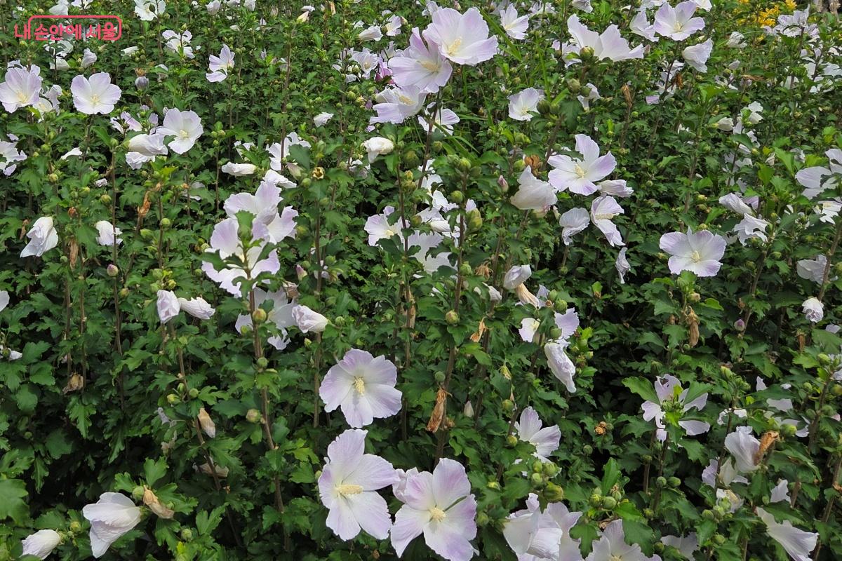 자명, 백단심, 선녀, 선덕, 고주몽 등 다양한 종류의 무궁화꽃을 만날 수 있다. ©김미선