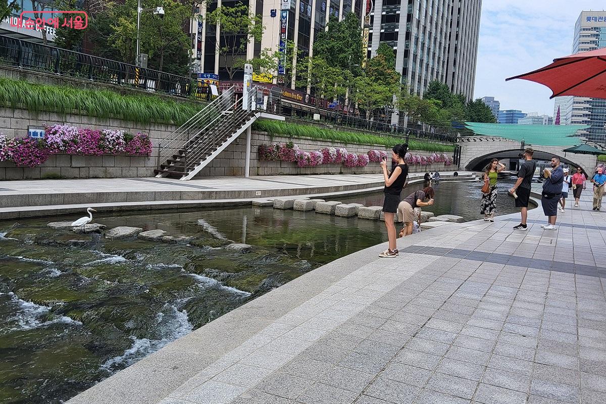 생태계가 살아있는 청계천을 찾은 왜가리와 이를 찍고 있는 관광객 ©이상돈