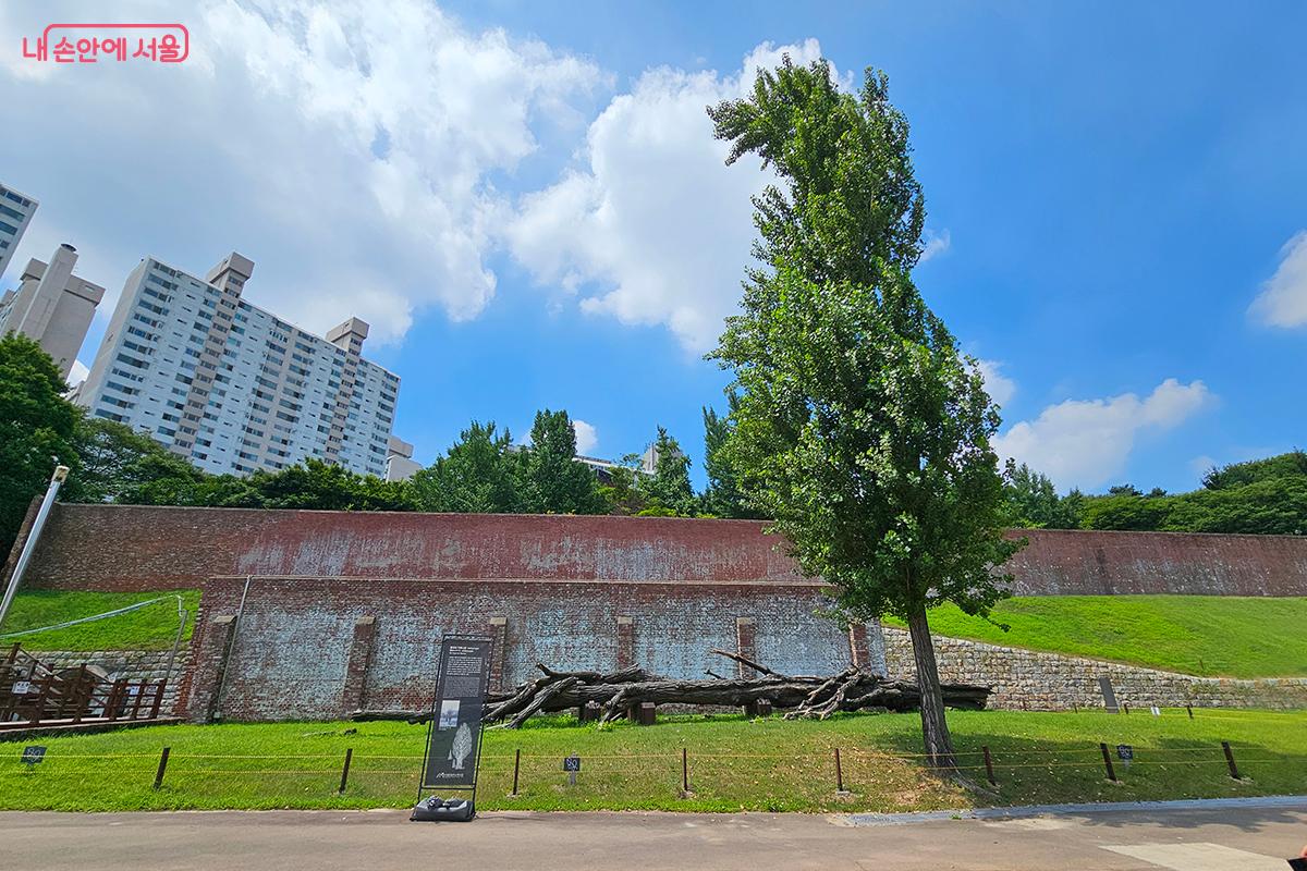 사형장으로 끌려가던 독립운동가들이 독립을 보지 못해 눈물을 흘렸다는 ‘통곡의 미루나무’ ©백승훈