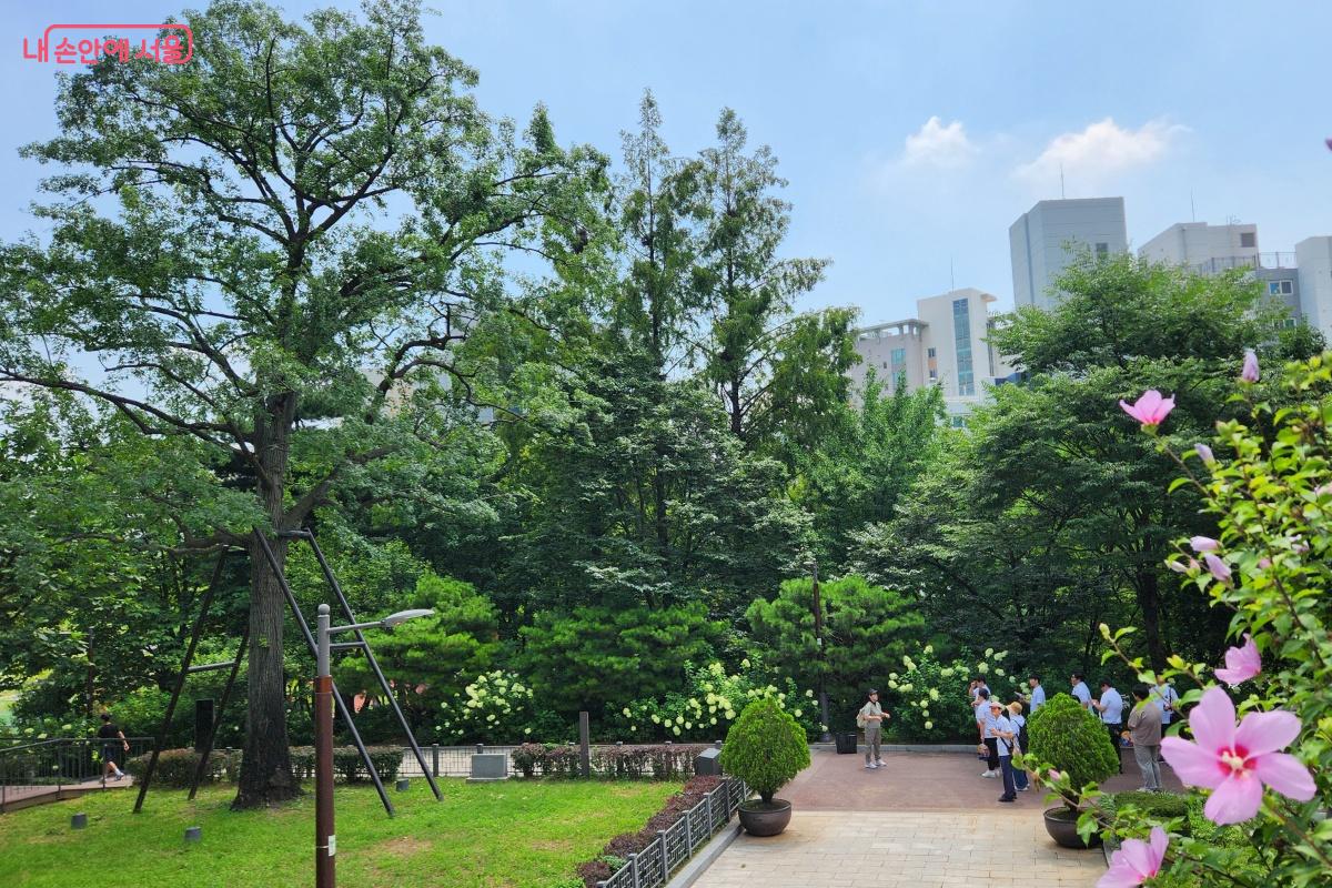 서울시 기념물인 손기정 월계관 기념수가 자라고 있다. ©김미선