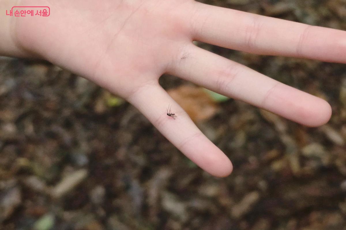 손목닥터의 4단계 예보 단계를 통해 모기에 대한 각별한 주의를 기울일 수 있다. ©김은주