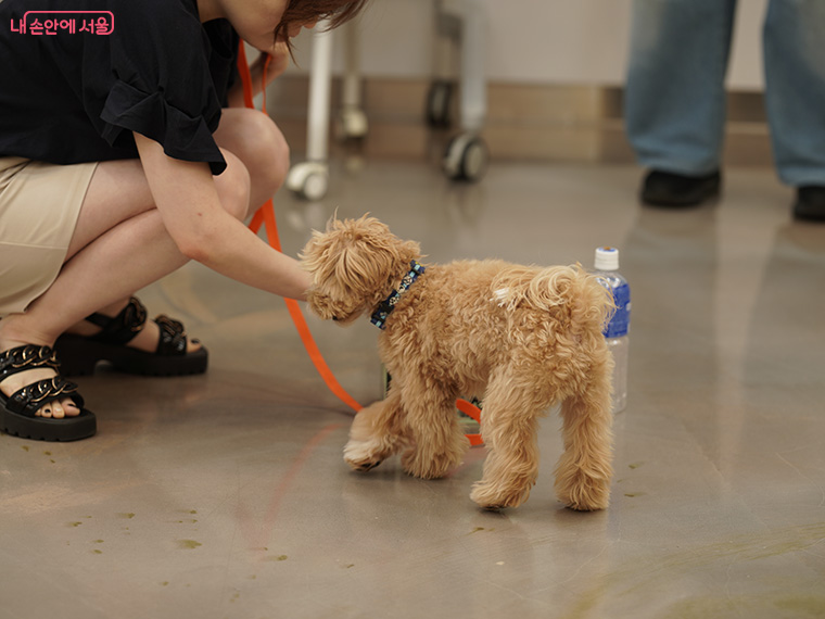모든 수업은 반려견과 보호자가 함께 배우고 실습하는 참여형 교육으로 진행된다. 
