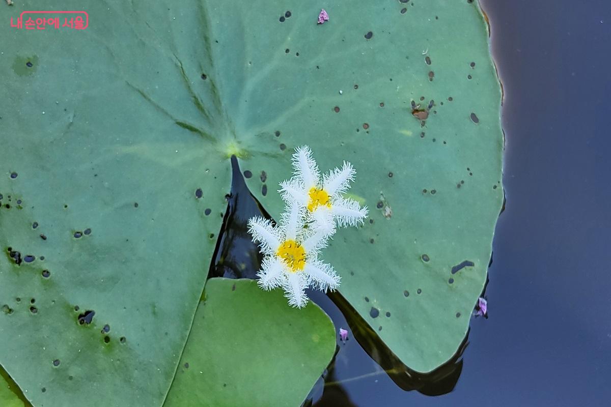 솜털처럼 예쁘게 꽃 피운 어리연 ©권수진